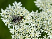 Graue Fleischfliege auf Wiesen-Bärenklau